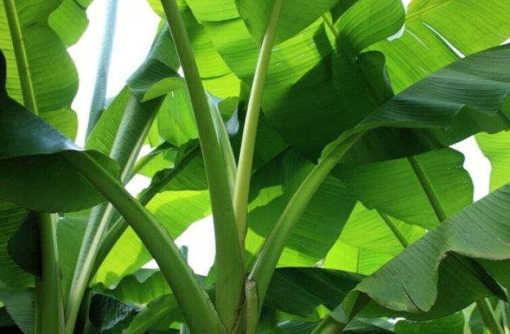 banana-biljka-1.jpg