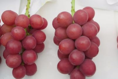 grozdje-najskuplje-1.jpg