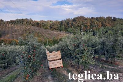 jabuke-vocnjak-sadnice-teglica-1.jpg