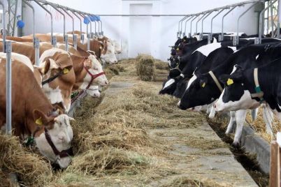krave-mlijeko-mljekari-farma-foto-bhrt.jpg
