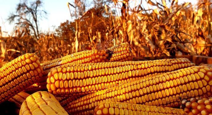 kukuruz-poljoprivreda-foto-1.jpg