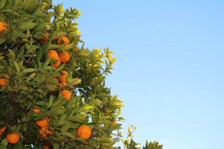 mandarine-foto-1.jpg