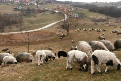 ovce-bruceloza-1.jpg