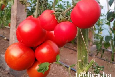 paradajz-foto-2.jpg