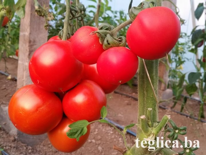 paradajz-foto-2.jpg