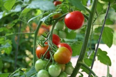 paradajz-plod-zeleni-crveni-1.jpg
