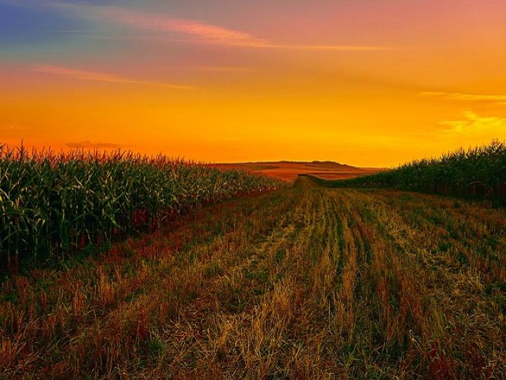 polje-kukuruza-foto-pixabay-1.jpg