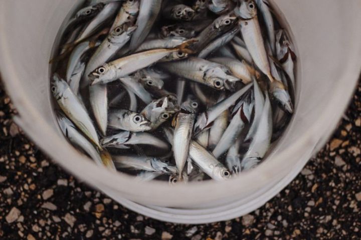 sardine-foto-pexels-3.jpg